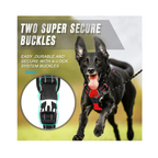 Dog Collars Harness