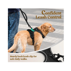 Dog Collars Harness
