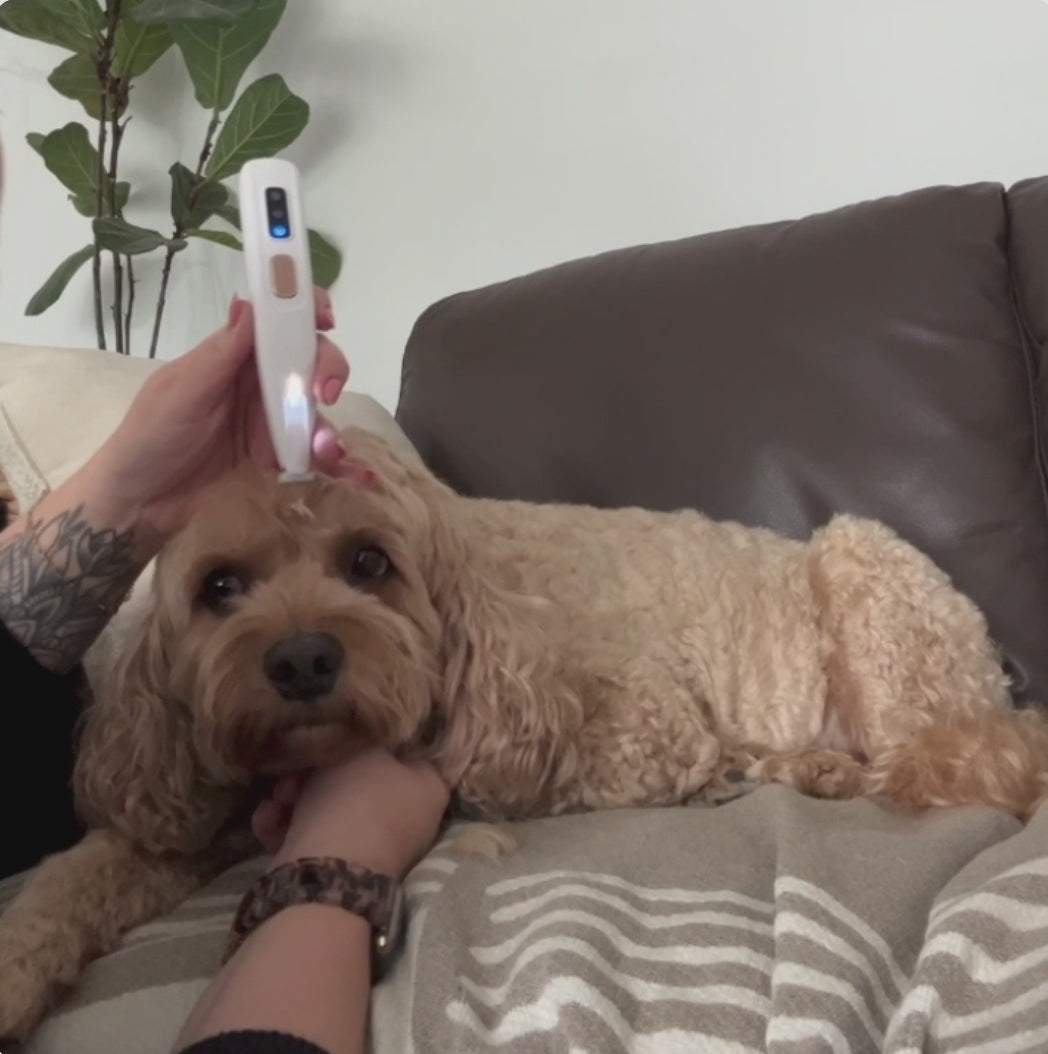 Pet Paw Trimmer